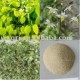 High quality epimedium extract Icariin 20%40%98%