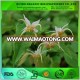 Icariin 98% / Epimedium Extract powder / Horny Goat Weed extract