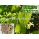 Medical Use Epimedium Extract containing Icariin